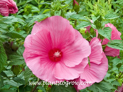 Moy Grande Hardy Hibiscus (Hibiscus x moscheutos)